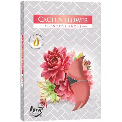 xKAHANCE CAJ.VONAVE 6ks -SC CACTUS FL