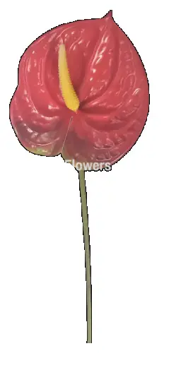 KV.UM.-ANTURIA GIANT   60cm 13906