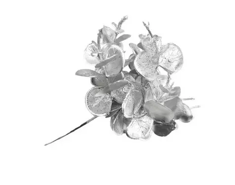 KV.UM.-VO EUKALYPTUS STRIEBORNY 22cm