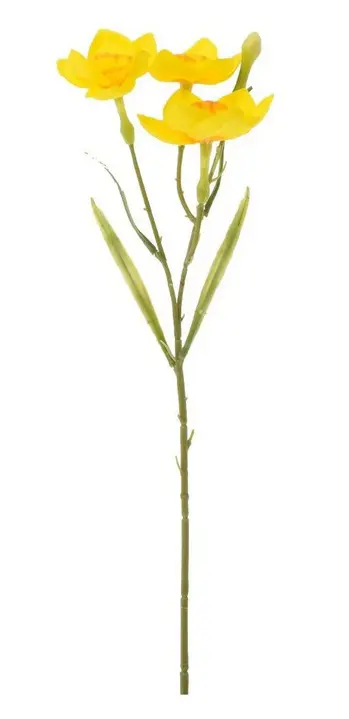 KV.UM.-NARCIS 36cm