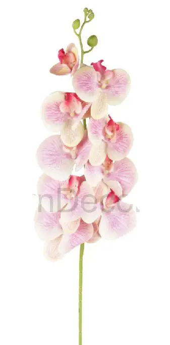 KV.UM.-ORCHIDEA KS GUMA 132150