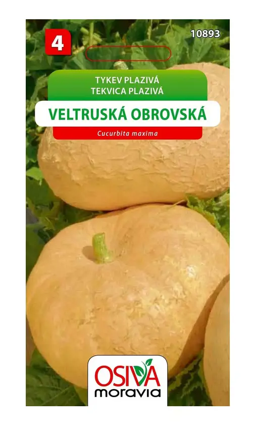 .TEKVICA PLAZIVA -VELTRUSKA OBR.10s