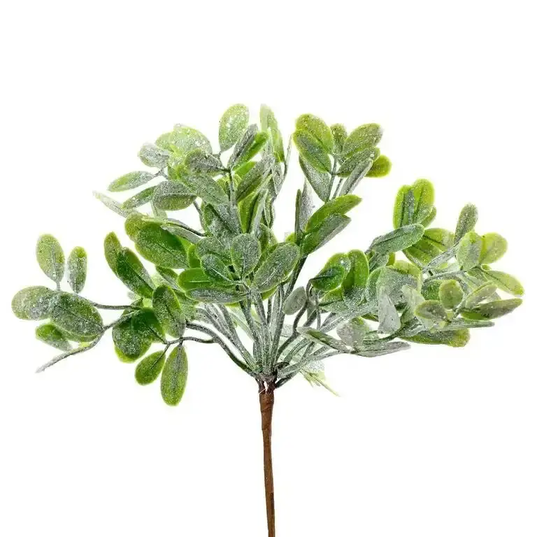 KV.UM.-VO EUKALYPTUS 20cm