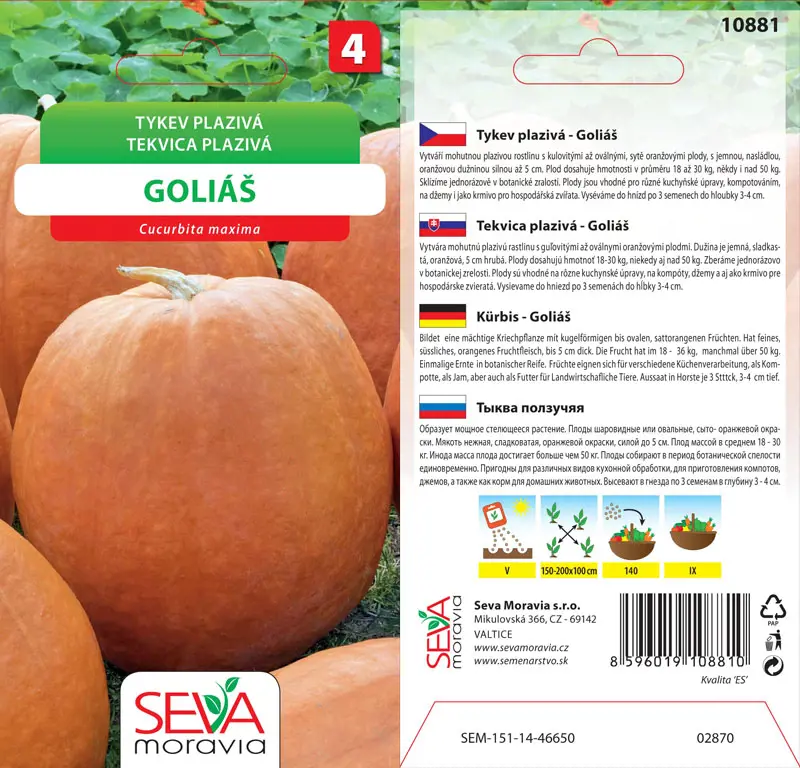 .TEKVICA PLAZIVA -GOLIAS 8s* M