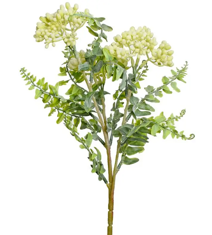 xKV.UM.-SEDUM BIELE 42cm