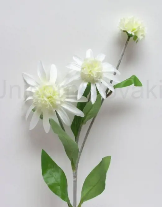 KV.UM.-MARGARETKA LUX 3x 42492