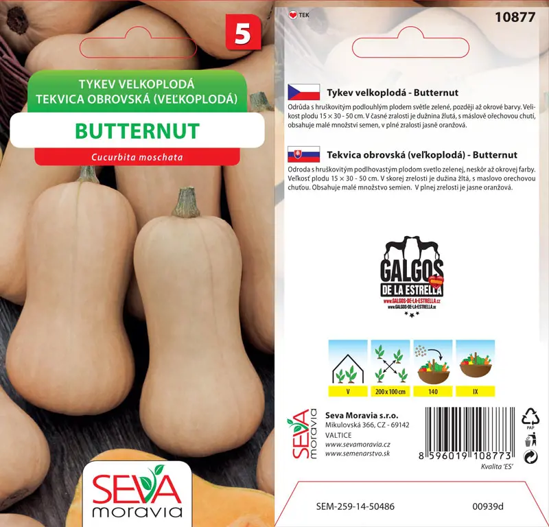 .TEKVICA OBROVSKA -BUTTERNUT 10s* M