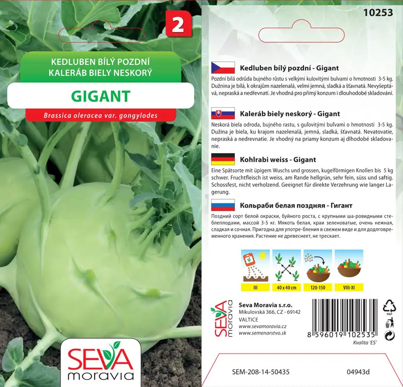 .KALERAB NESKORY BIELY -GIGANT 0,8*M