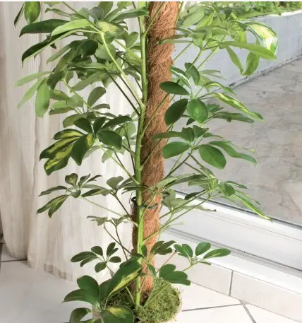 TYC KOKOS  60cm 45mm