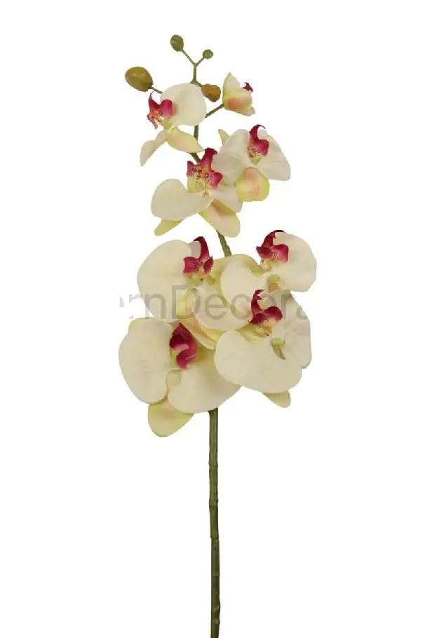 xKV.UM.-ORCHIDEA KS 150315