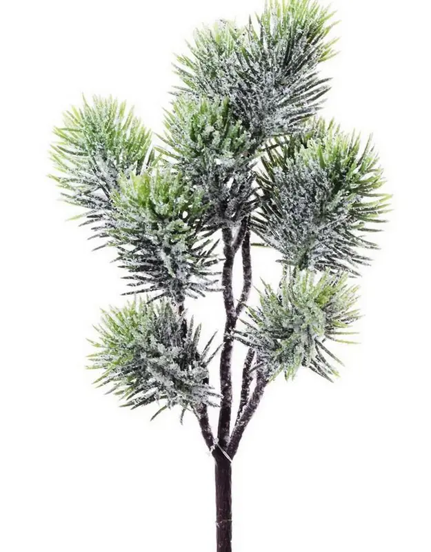 KV.UM.-VO ZAPICH CECINA ZASN. 26cm