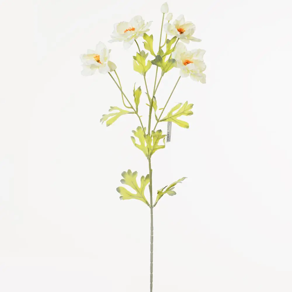 xKV.UM.-SAUSSUREA 70cm