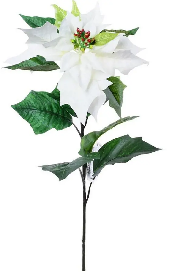 KV.UM.-VO POINSETIA 72cm -BIELA