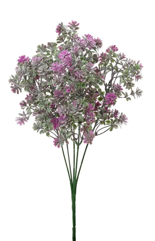 KV.UM.-ZELEN SEDUM ZEL-FIALOVA