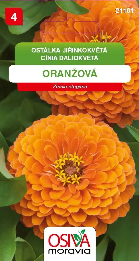 .K-CINIA DALIOKVETA -ORANZOVA 1g