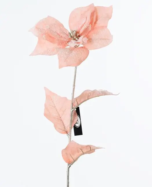 KV.UM.-VO POISENTTIA 65cm -CORAL