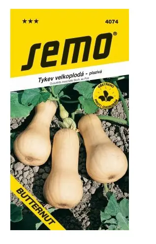 .TEKVICA OBROVSKA -BUTTERNUT 2g S