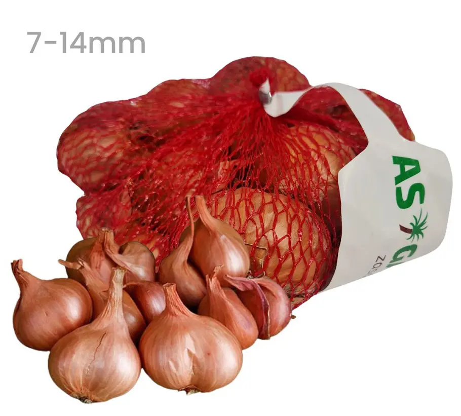 .CIBULA SADZACKA 250g -SALOTKA LONGOR CERVENA