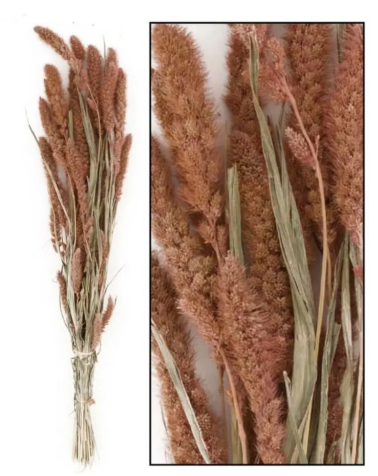 xKV.UM.-SUSINA LOSOSOVA 66cm