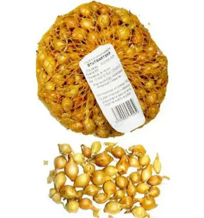 .CIBULA SADZACKA 500g -STUTGART