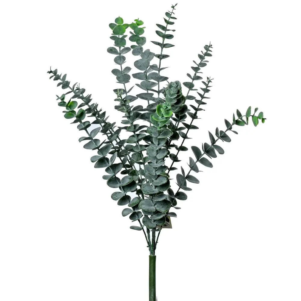 KV.UM.-EUKALYPTUS 57cm