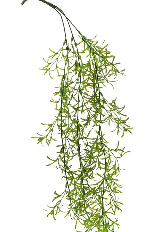 KV.UM.-TAHACKA ASPARAT 75cm