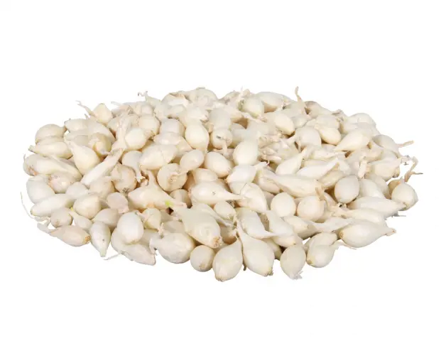 .CIBULA SADZACKA 250g -SNOWBALL BIEL