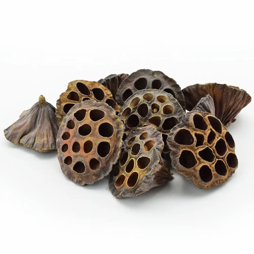 xKV.UM.-SUSENY LOTOS MALY 3-5cm