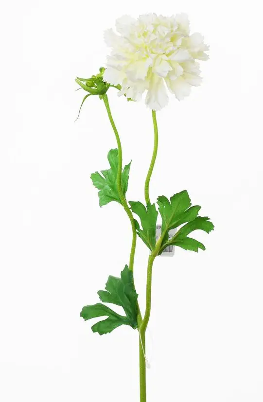 KV.UM.-KVET SCABIOSA BIELA 41cm